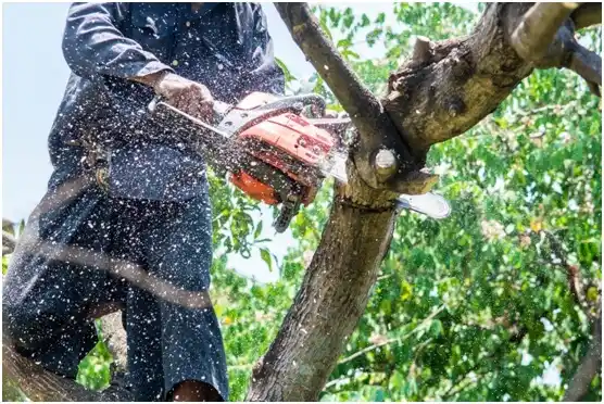 tree services Jermyn